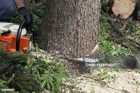 Best Palm Tree Trimming  in Opa Locka, FL