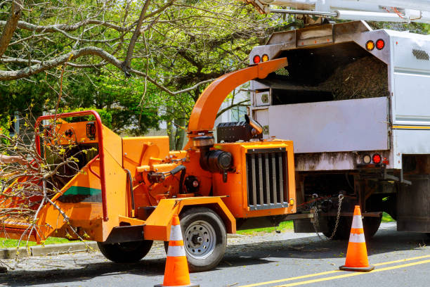 Best Tree Mulching  in Opa Locka, FL