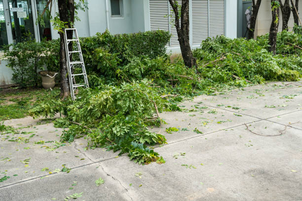 Best Lot and Land Clearing  in Opa Locka, FL