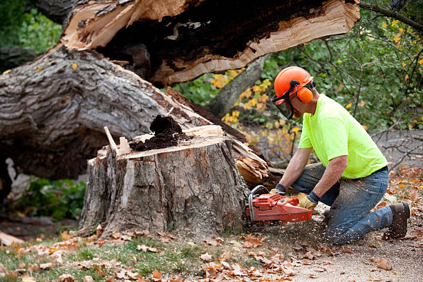 Best Root Management and Removal  in Opa Locka, FL