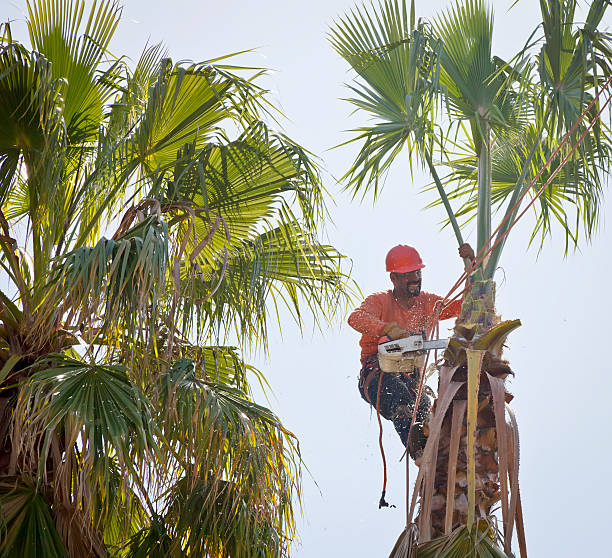 Best Storm Damage Tree Cleanup  in Opa Locka, FL