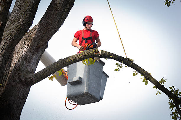 Best Stump Grinding and Removal  in Opa Locka, FL